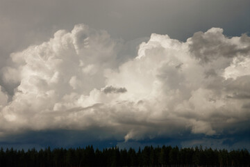 stormy clouds over the trees