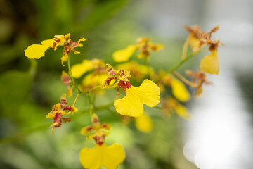 Beautiful yellow orchid flower blooming in garden floral background