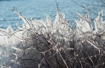 shoreline vegetation coated with ice 