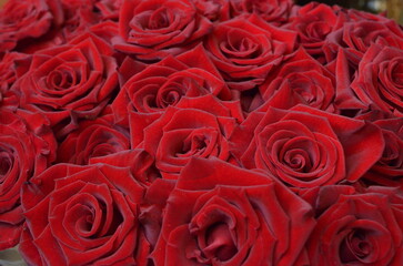 Red roses closeup
