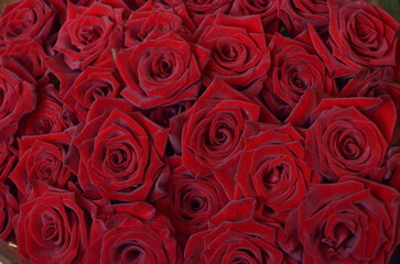 Red roses closeup