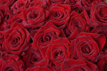 Red roses closeup