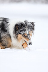 Blue merle shetland sheepdog standing with small wood stick in mouth.