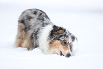 Beautiful blue merle boy dog standing in winter wonderland snow.