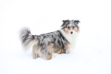Beautiful blue merle boy dog standing in winter wonderland snow.