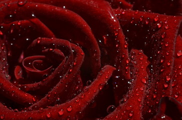 Naklejka premium Red rose with water drops closeup