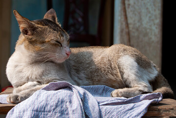cat on the table