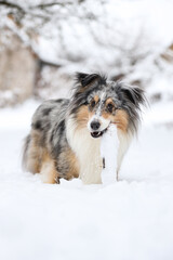 Blue merle shetland sheepdog standing with small wood stick in mouth.