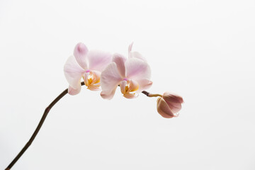 Beautiful and delicate inflorescences of blooming orchids on the white background. Flowers as a symbol of spring, beauty and freshness