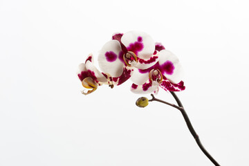 Beautiful and delicate inflorescences of blooming orchids on the white background. Flowers as a symbol of spring, beauty and freshness
