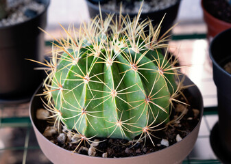Cactus plant grown in pots