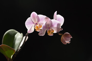 Beautiful and delicate inflorescences of blooming orchids on the black background. Flowers as a symbol of spring, beauty and freshness