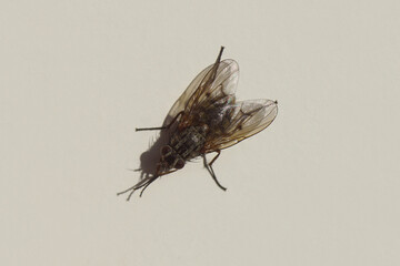 Close up fly, Phaonia tuguriorum, family House flies, Muscidae. On a white window frame. Netherlands, winter, February