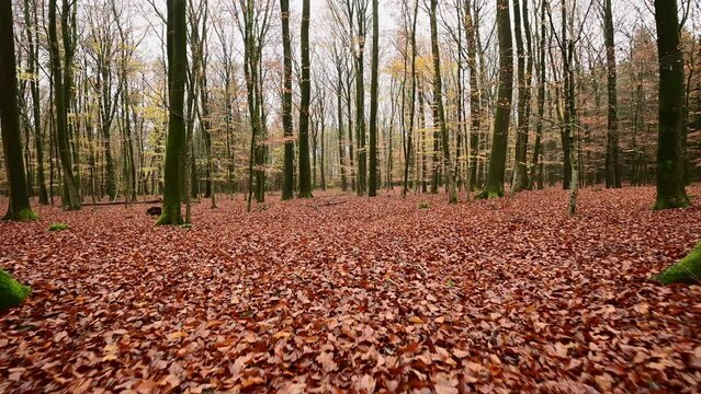 Walk through the autumn beech forest, frontal tracking shot with gimbal, emsland, lower saxony, (fagus sylvatica), germany