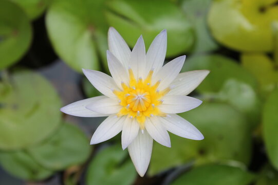 white lotus flower