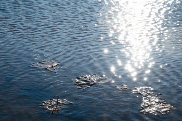 蓮の葉が浮かぶ光射す水面