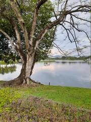 tree on the river