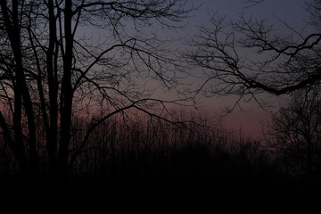 Obraz premium coucher de soleil derrière des silhouettes d'arbres sans feuille