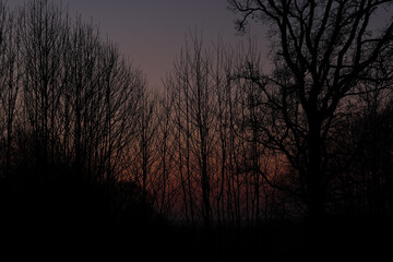 coucher de soleil derrière des silhouettes d'arbres sans feuille