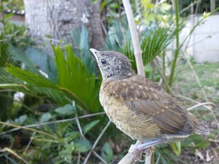 bird in the grass