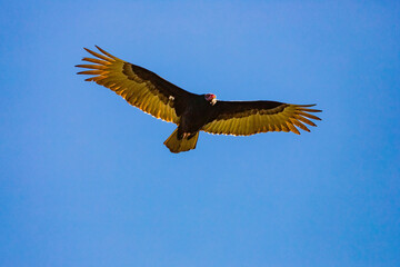 Turkey Vulture (Cathartes aura) soaring overhead in a clear blue sky.  Photographed in Shasta County, California, USA.