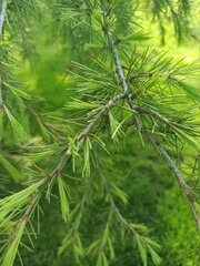 close up of pine needles