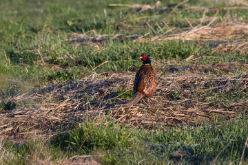 Jagdfasan Hahn,  hunting pheasant