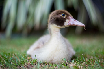 elegant duck