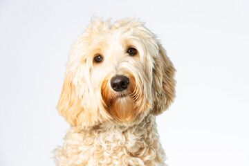 Head of a blond apricot Labradoodle with tilted head isolated on white.