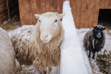 Sheep in snowy winter farm. Animal farm life. Cod snowy winter