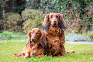 Two Dachshund friends lying together in the grass looking at the camera