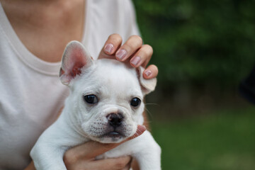 Fototapeta premium White French Bulldog hold by its owner. The dog looking to the camera.