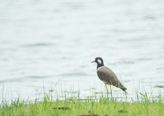 Red-Wattled Lapwing