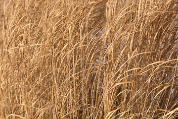 dried grass background