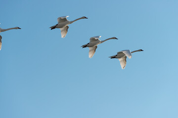 swans in flight