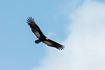 A large yellow-headed vulture (Cathartes melambrotus) hovering in the air with outstretched wings against a blue sky background. Animals, birds are predators.