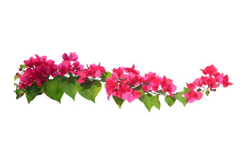 Fototapeta premium bougainvilleas isolated on white background..