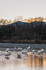 夕方の白鳥飛来地　安曇野市
