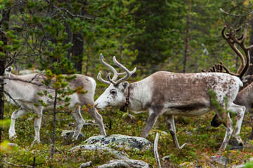 Reindeers in Autumn in Lapland, Northern Finland. Europe