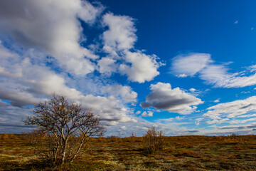 Autumn landscape in tundra, northern Norway. Europe