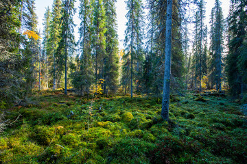 Autumn landscape in Yllas Pallastunturi National Park, Lapland, Finland