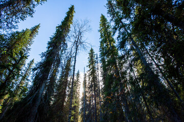 Autumn landscape in Yllas Pallastunturi National Park, Lapland, Finland