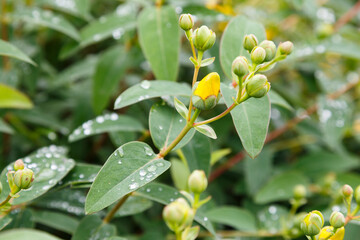 黄色い花のつぼみ