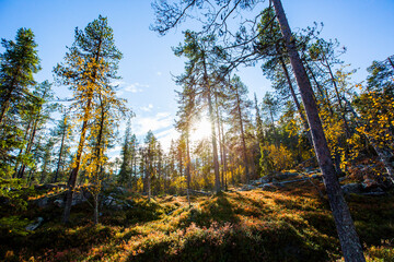 Autumn landscape in Yllas Pallastunturi National Park, Lapland, Finland