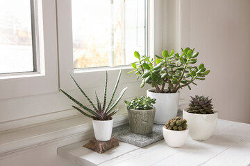 Collection of various houseplants in modern house interior. Set of potted plants in the room by the window. Cacti and  succulent arrangement, modern style, trendy mood, home bright interior.