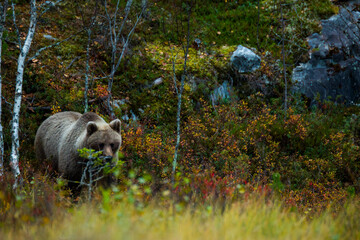 Brown bear in Kuusamo, Lapland, Finland