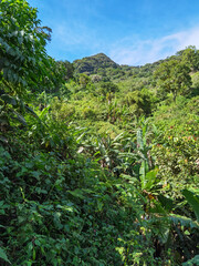 Fototapeta na wymiar Montaña Panamá