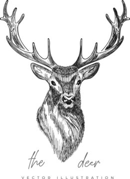 Hand-drawn deer head