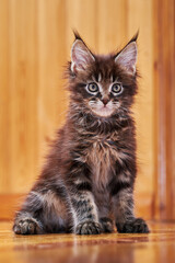Obraz premium Portrait cute Maine Coon kitten with tassels on ears looks at the camera.