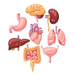 Background with internal organs. Human body anatomy. Health care and medical design.